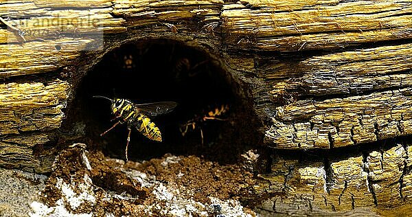 Papierwespe  polistes sp  Erwachsener mit Flügeln schlagend am Nesteingang  Normandie in Frankreich