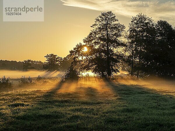 Morgennebel über den Wiesen und und Auen  leuchtende Sonnenstrahlen  Schlepzig  Spreewald  Brandenburg  Deutschland  Europa