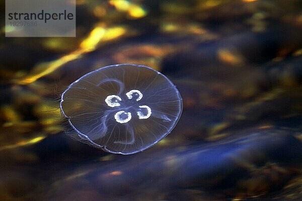 Ohrenquallen (Aurelia aurita) können an den 4 sichtbaren Keimdrüsen gut erkannt werden (Foto Ohrenqualle in der Ostsee)  Moon Jelly can be recognized by its 4 gonads (Saucer Jelly) (Photo Moon Jelly in the Baltic Sea)