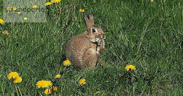 Wildkaninchen (oryctolagus cuniculus) oder Wildkaninchen  erwachsen  bei der Pflege zwischen Blumen  Normandie