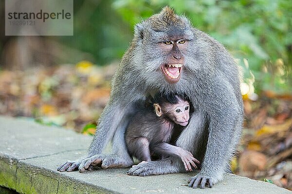 Eine beschützende Mutter schützt ihr Baby im Affenwald  Ubud  Bali  Indonesien  Asien