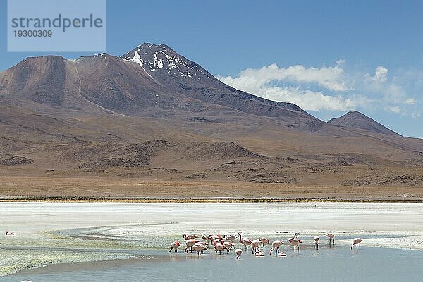 Foto von Flamingos an der Laguna Hedionda im Nationalpark Eduardo Avaroa im Südwesten von Bolivien