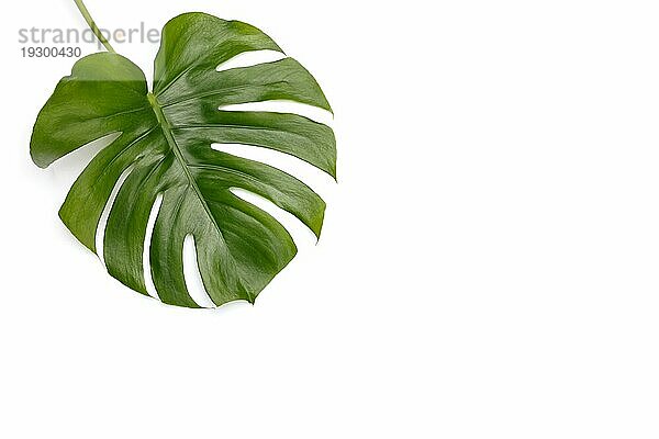 Monstera deliciosa Blatt über weißem Hintergrund  Kopierraum