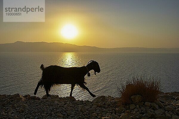 Sonnenaufgang  Sonne als gelbe Kugel  Halbinsel Rodopou  Ziege als Silhoulette im Gegenlicht  Halbinsel Gramvoussa  Provinz Chania  Kreta  Griechenland  Europa