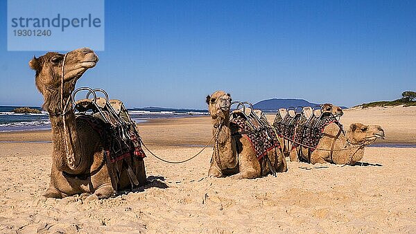 Kamele ruhen sich am Strand in Australien aus. Wilde Kamele werden als Touristenattraktion aus dem Ourback an die Küste gebracht