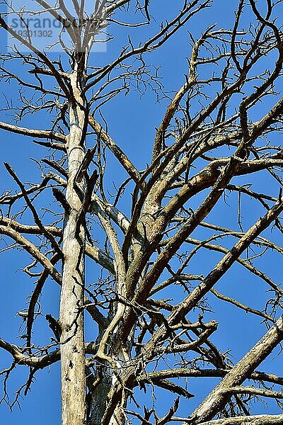 Alter trockener Baum auf blauem Himmel Hintergrund Nahaufnahme. Natürlicher Hintergrund