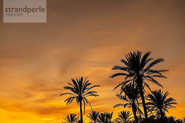 Silhouette von Palmen in einem orangefarbenen Sonnenuntergang in der Stadt Torrevieja. Weiße Küste des Mittelmeers von Alicante. Spanien