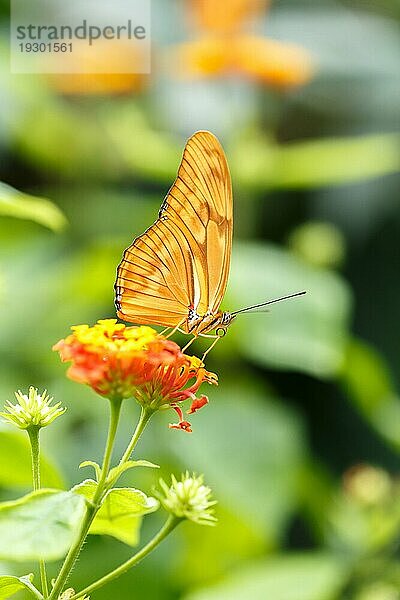 Gelber Schmetterling auf der Blume sitzend  selektiver Fokus