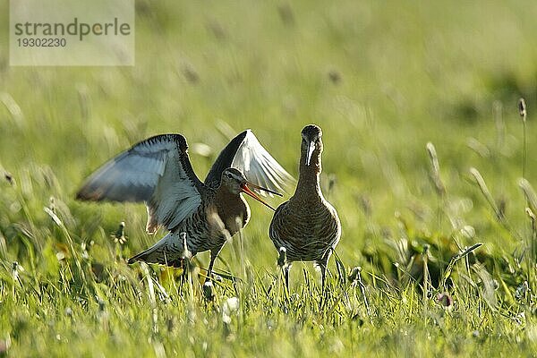 Uferschnepfe (Limosa limosa) bei der Kopula im Gegenlicht  Strohauser Plate  Landkreis Wesermarsch  Niedersachsen  Deutschland  Europa