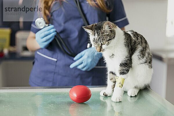 Close up Arzt mit Stethoskop Spielzeug Katze