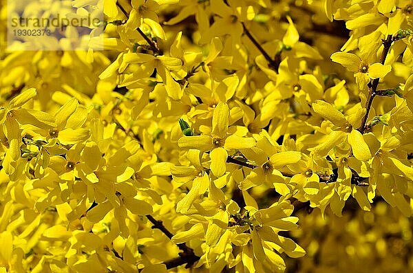 Schöne gelbe Blüten der Forsythie Nahaufnahme in der hellen Sonne. Schöne natürliche Hintergrund