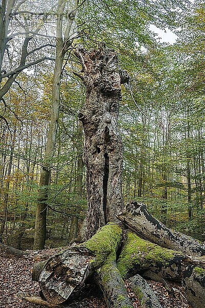 Der Darßwald ist ein Waldgebiet westlich der Halbinsel Darß Er ist Teil des Nationalparkes Vorpommersche Boddenlandschaft. In ihm soll keine menschliche Nutzung erfolgen  da eine natürliche Nutzung der Flächen angestrebt wird. Baumarten sind Kiefer  Stieleiche  Rotbuche und Erle