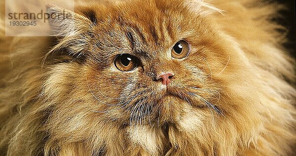 Red Self Persian Hauskatze lag gegen schwarzen Hintergrund