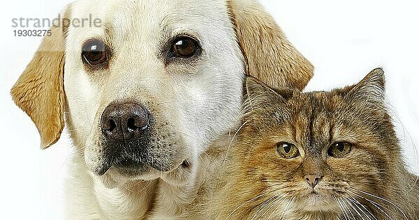 Gelber Retriever Labradorhündin mit schildpattfarbener persischer Haushündin vor weißem Hintergrund