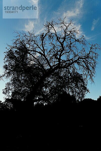 Dramatische dunkle Silhouette einer alten Eiche mit trockenen Ästen mit blauem Himmel und Wolken im Hintergrund