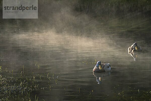 Zwei Erpel schwimmen in einem Teich  vom Wasser steigt morgendlicher Nebel auf. Gegenlicht  Jahreszeit Herbst