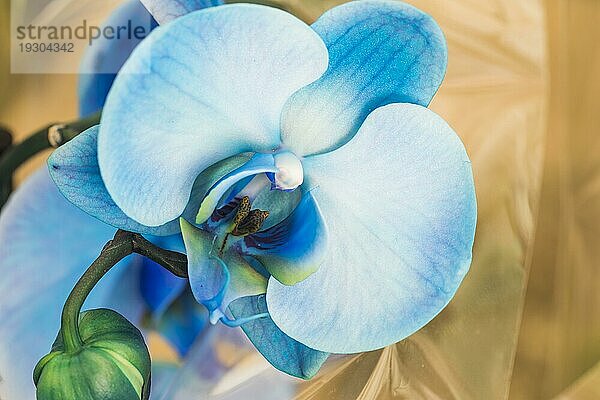 Schöne blaue frische Orchidee