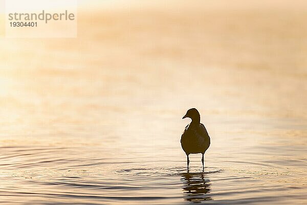 Silhouette von im Wasser stehendem Wasservogel im träumerischen morgendlichen Gegenlicht