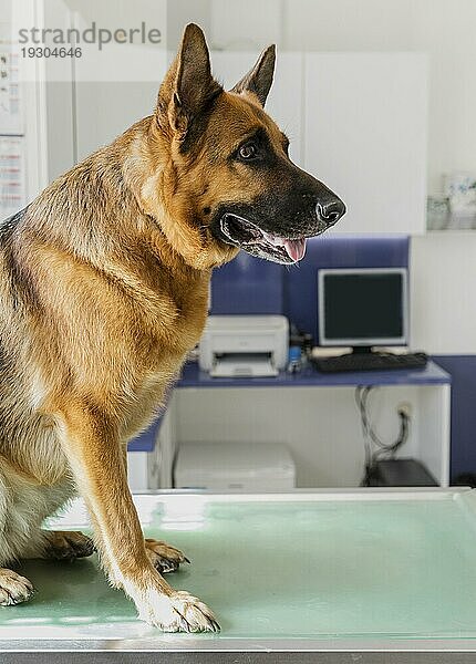 Niedliche Tierklinik für große Hunde