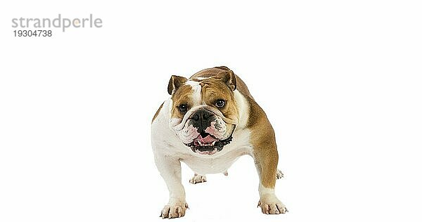 Englische Bulldogge  weiblich vor weißem Hintergrund