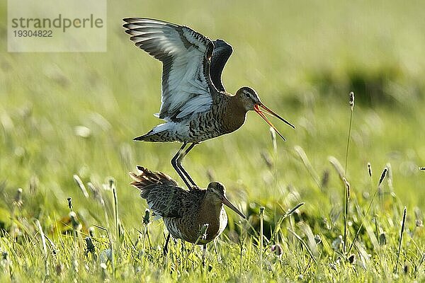 Uferschnepfe (Limosa limosa) bei der Kopula im Gegenlicht  Strohauser Plate  Landkreis Wesermarsch  Niedersachsen  Deutschland  Europa