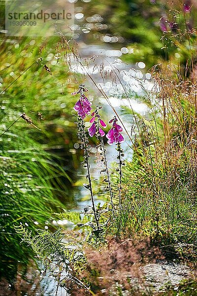 Red purpurea vor einem Bach mit Sonnenstrahlen