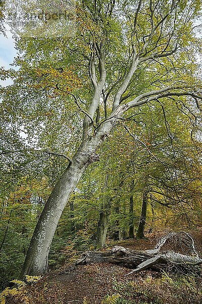 Der Darßwald ist ein Waldgebiet westlich der Halbinsel Darß Er ist Teil des Nationalparkes Vorpommersche Boddenlandschaft. In ihm soll keine menschliche Nutzung erfolgen  da eine natürliche Nutzung der Flächen angestrebt wird. Baumarten sind Kiefer  Stieleiche  Rotbuche und Erle