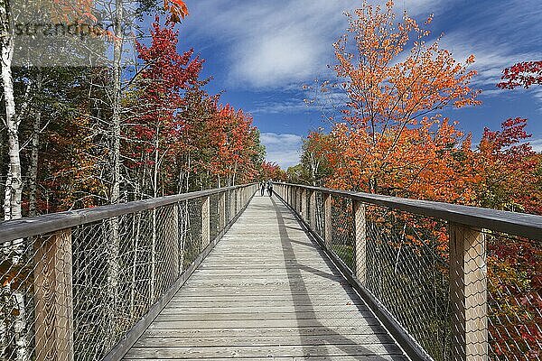 Baumkronenpolster im Herbst  Laurentian Region  Provinz Quebec  Kanada  Nordamerika