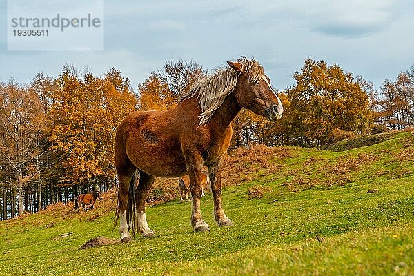 Ein Pferd in Freiheit auf dem Berg Erlaitz in der Stadt Irun  Gipuzkoa. Baskenland