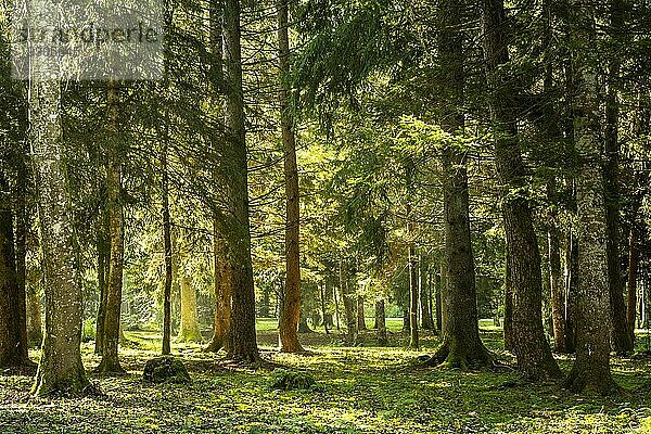 Parklandschaft bzw. Waldlandschaft im Herbst in der Morgensonne. Die Sonne scheint zwischen den Bäumen hindurch. Leichtes Gegenlicht. Isny im Allgäu  Deutschland  Europa