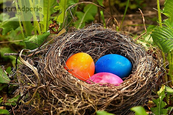 Osternest im Garten  Ostereier in einem Nest in einem Garten