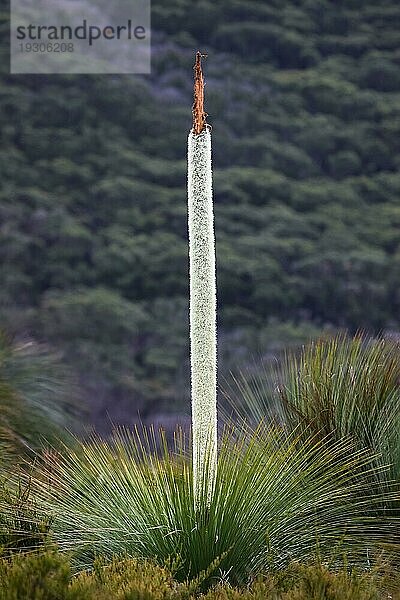 Blütendorn des Südlichen Grasbaums  Wilsons Promontory National Park  Victoria  Australien  Ozeanien