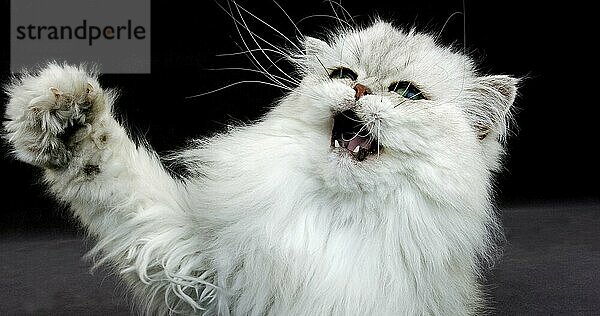 Chinchilla Perser Hauskatze  Portrait eines Erwachsenen mit grünen Augen  aggressive Haltung