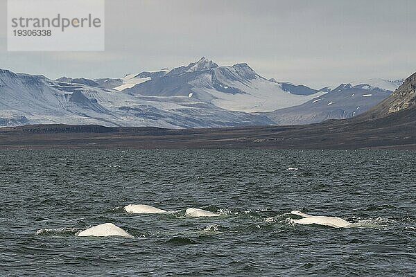 Gruppe von Belugas (Delphinapterus leucas)  Belugawalen  Kapp Wijk  Spitzbergen  Svalbard  Norwegen  Europa