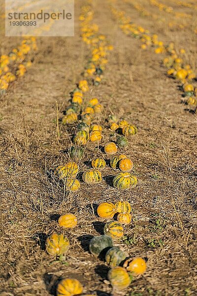 Feld mit Reihen von Kürbissen  bereit für die Ernte im Oktober