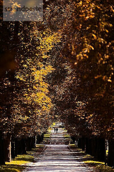 Schöne Allee im Tivoli Park in Ljubljana im Herbst mit orange braun gefärbten Laubbäumen