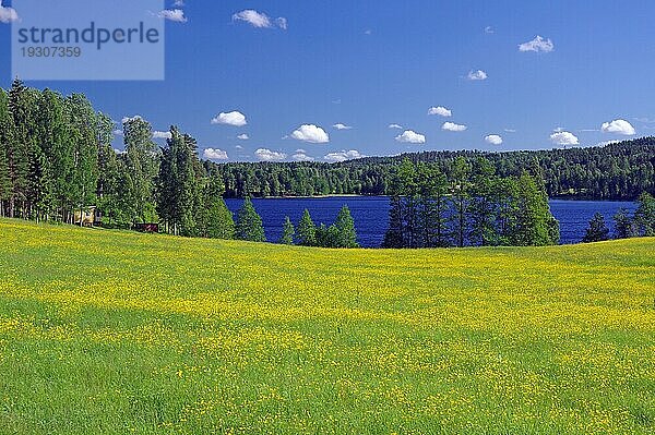 Blühende  frühlingshafte Wiese an einem See  Dalslandkanal  Bengtfors  Västra Götaland  Schweden  Europa