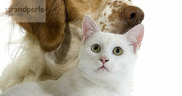 Französischer Spanielhund (Zimtfarbe) mit weißer Hauskatze vor weißem Hintergrund