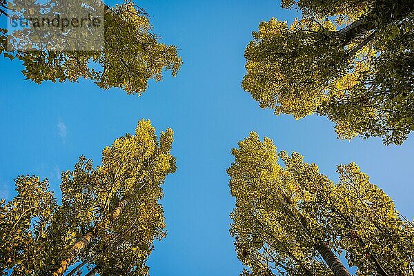Blick nach oben auf die Baumkronen von vier großen Laubbäumen mit Herbstfarben im Nachmittagssonnenlicht an einem sonnigen Tag im Oktober