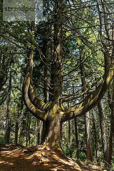 Schöner Baum auf dem Pfad am Anfang der Levada do Caldeirao Verde  Queimadas  Madeira