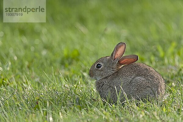 Wildkaninchen (Oryctolagus cuniculus)  im Alter von 3  4 Monaten sind die Jungtiere fortpflanzungsfaehig (Foto Jungtier)  European Rabbits can reproduce from 3 to 4 months of age (Common Rabbit) (Photo kit)