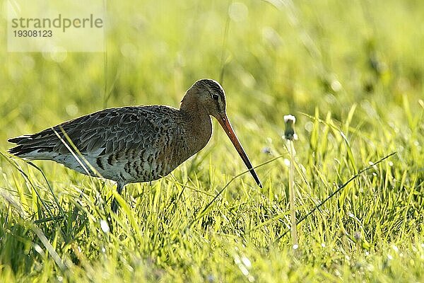 Uferschnepfe (Limosa limosa) auf Nahrungssuche im Gegenlicht  Strohauser Plate  Landkreis Wesermarsch  Niedersachsen  Deutschland  Europa