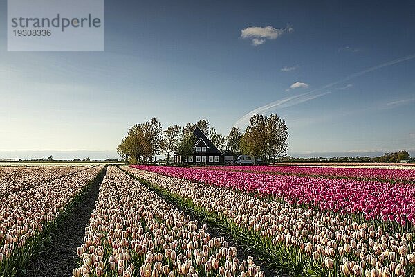 Schönes Tulpenfeld am holländischen Bauernhaus an einem sonnigen Tag