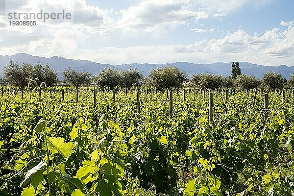 Schöner grüner Weinberg in der Region Mendoza in Argentinien