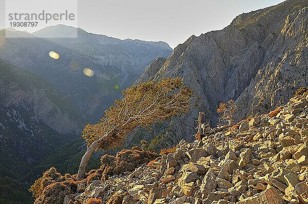 Gegenlicht  Spektralringe  knorriger kleiner Baum  Steine. Berggipfel  Morgenlicht  Omalos  Samaria-Schlucht  Aufstieg zum Gingilos  Gingilos  Provinz Chania  Kreta  Griechenland  Europa