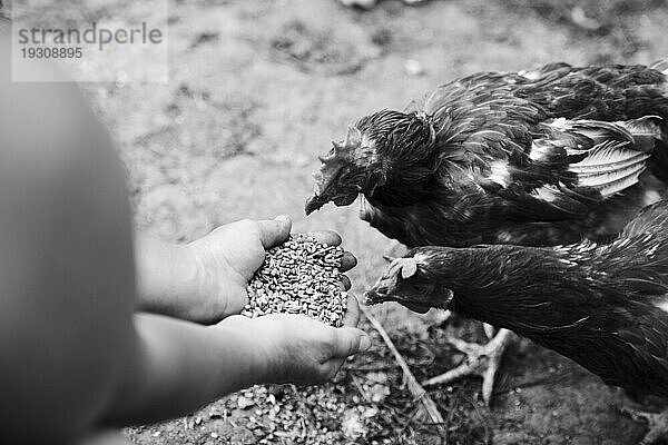 Draufsicht Hühner  die Getreide aus der Hand fressen