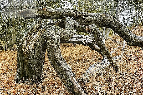 Der Darßwald ist ein Waldgebiet westlich der Halbinsel Darß Er ist Teil des Nationalparkes Vorpommersche Boddenlandschaft. In ihm soll keine menschliche Nutzung erfolgen  da eine natürliche Nutzung der Flächen angestrebt wird. Baumarten sind Kiefer  Stieleiche  Rotbuche und Erle