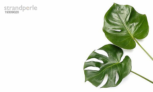 Monstera deliciosa Blätter auf weißem Hintergrund  Kopierraum