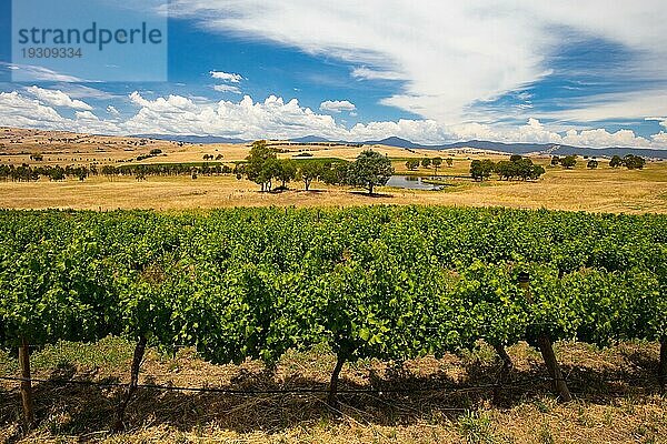 Ein Blick aus der Nähe des Weinguts Delatite auf das Howqua Valley in Richtung Mt Buller an einem heißen Sommertag in Victoria  Australien  Ozeanien