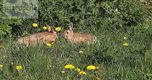 Wildkaninchen (oryctolagus cuniculus) oder Wildkaninchen  erwachsen  bei der Pflege zwischen Blumen  Normandie